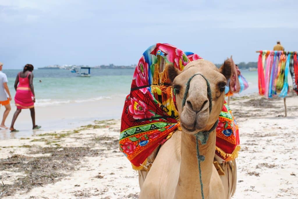 Camello en playa de Kenia, turismo viajar coronavirus